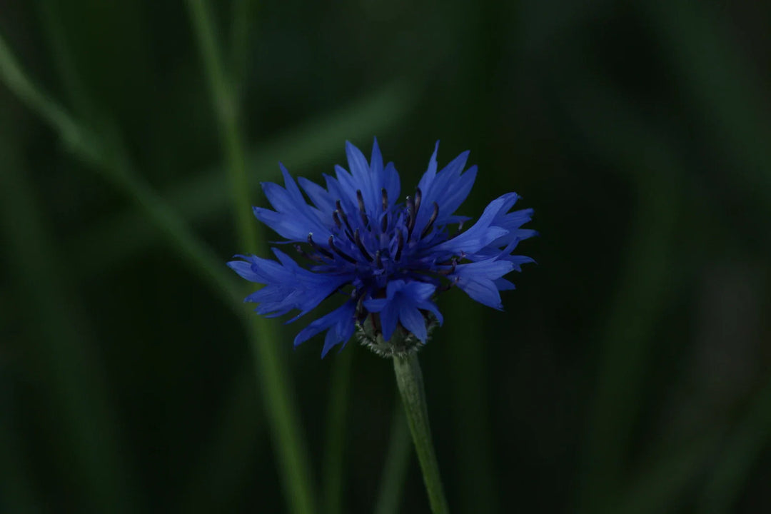black centaurea flower seeds
