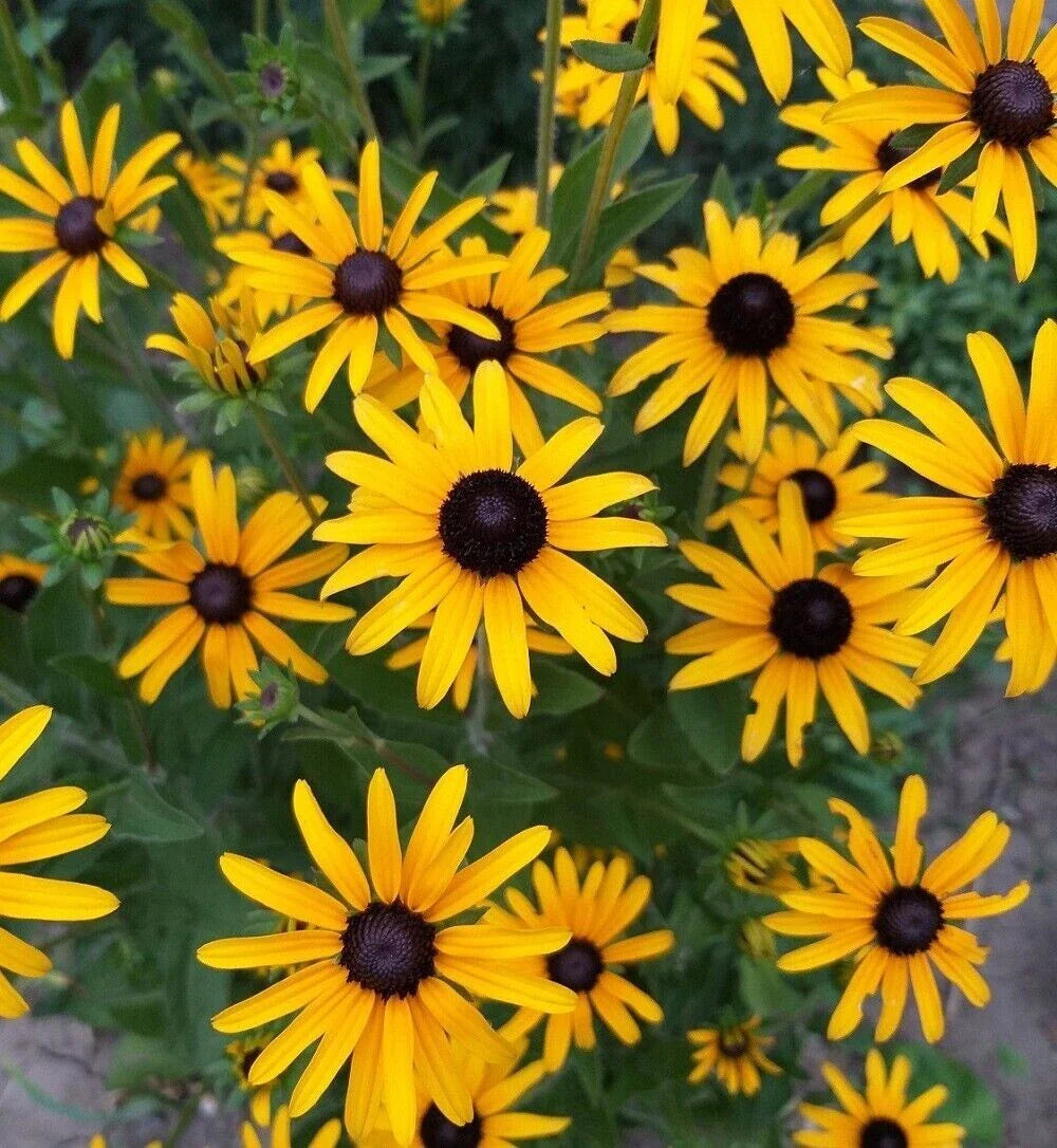 black eyed flower seeds