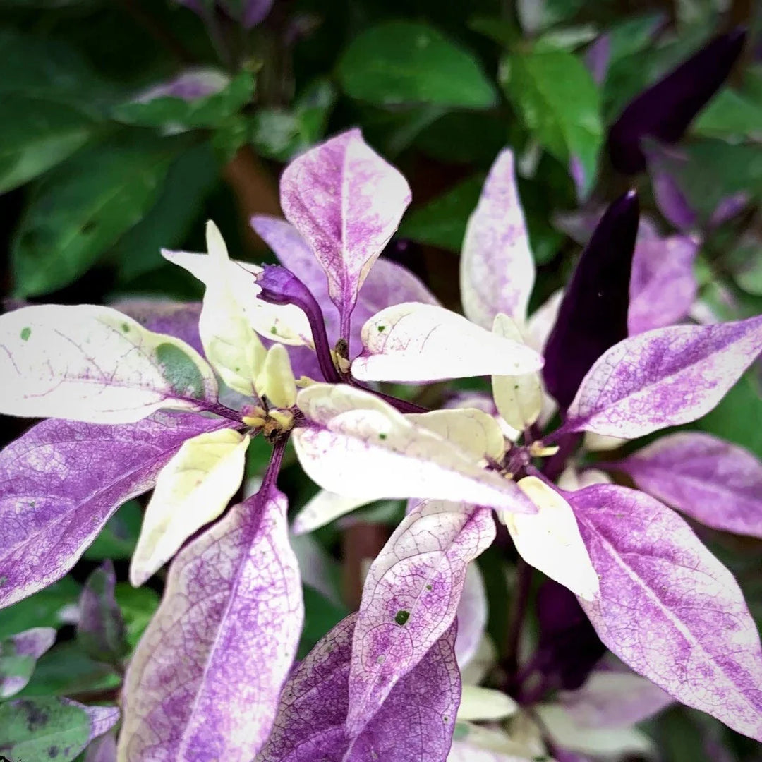 blue christmas flower seeds