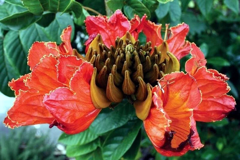 african tulip flower seeds