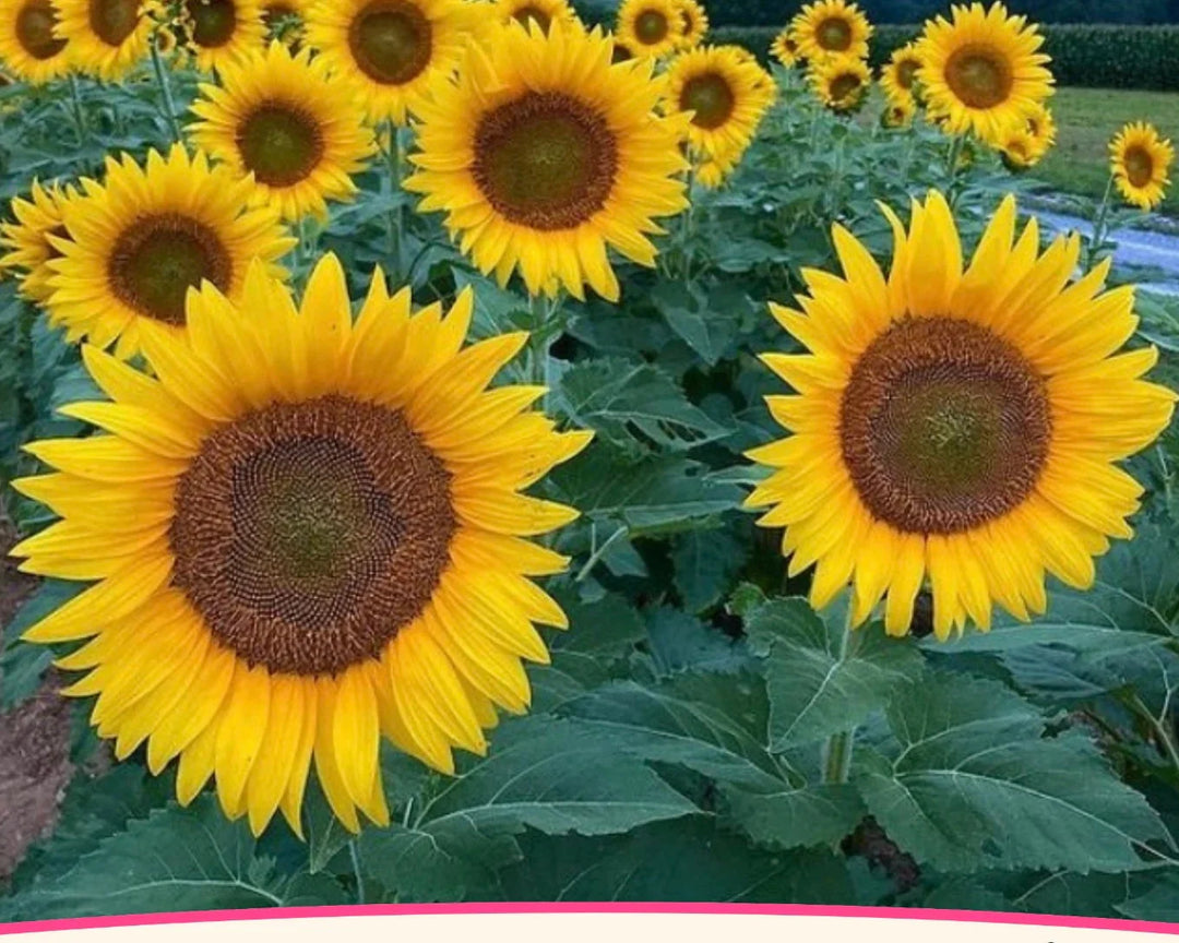 black sunflower flower seeds