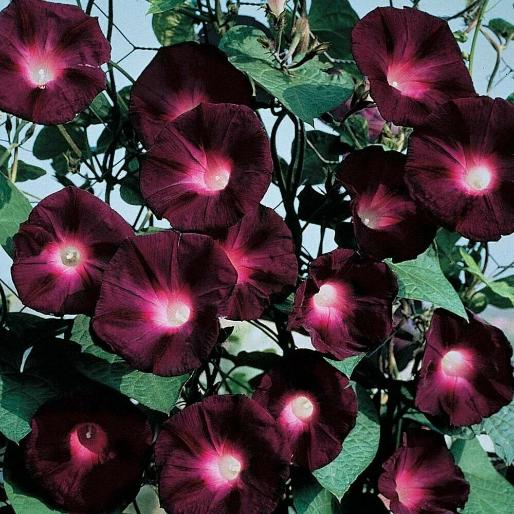 black knight flower seeds