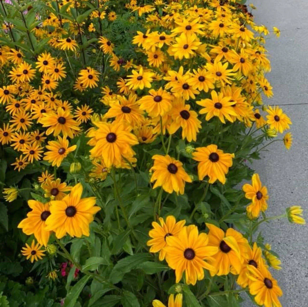 black eyed flower seeds