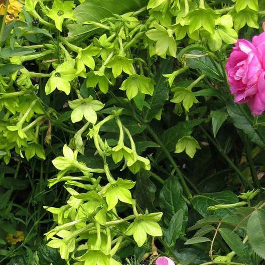 green tobacco flower seeds