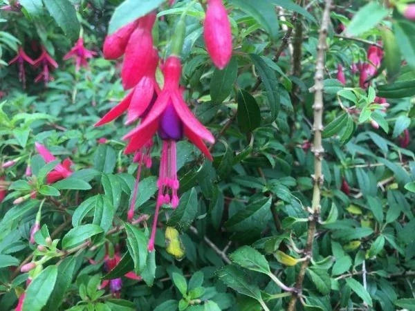 fuchsia magellanica flower seeds