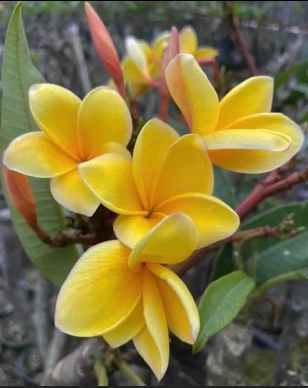yellow plumeria flower seeds