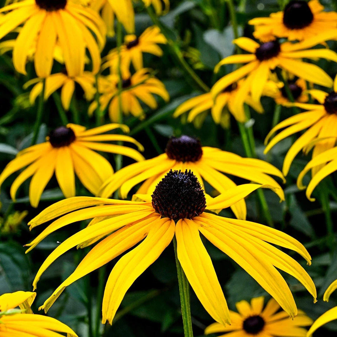 black sweet flower seeds