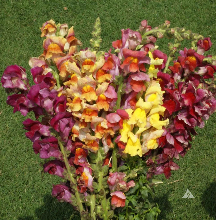 snapdragon tetra flower seeds
