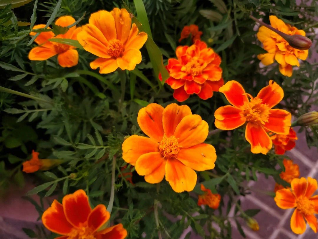 red marigold flower seeds