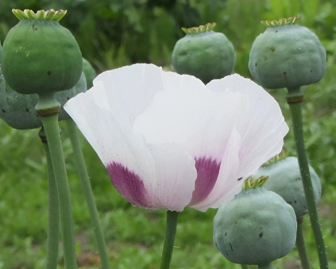 stratified tasmanian flower seeds