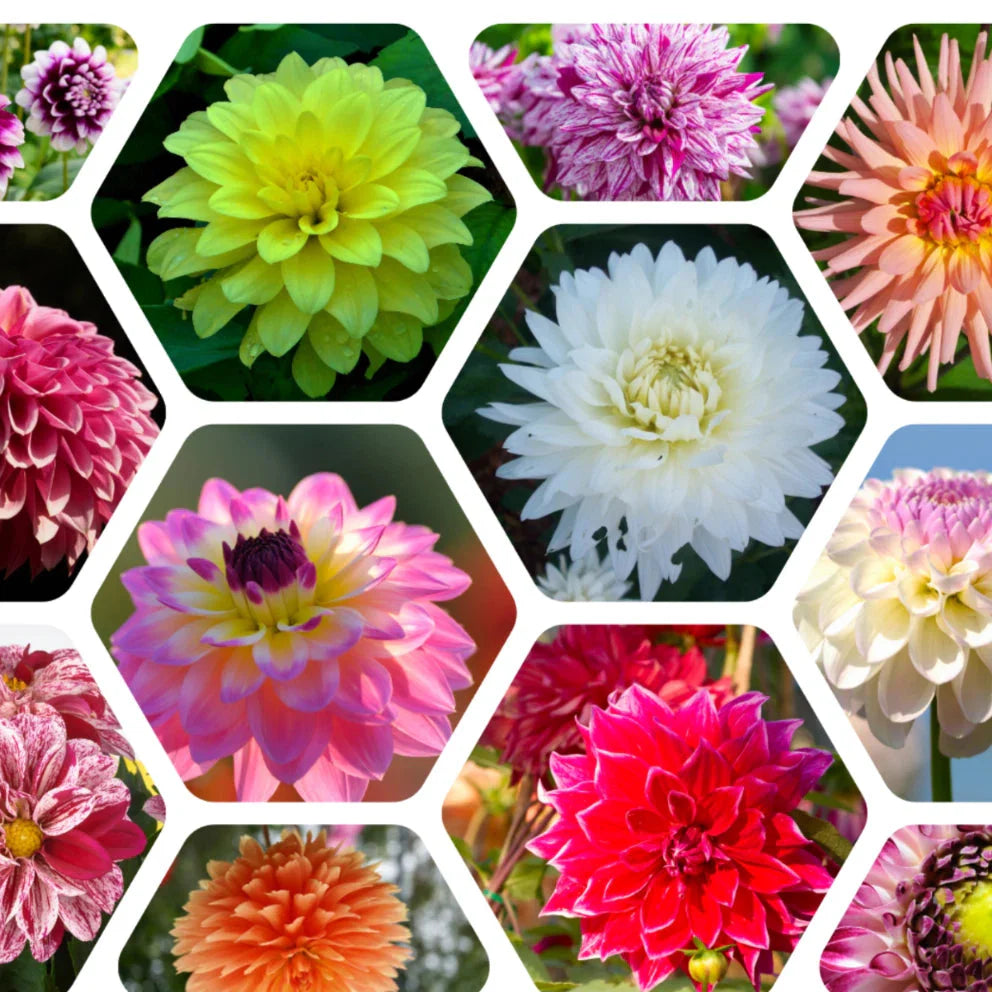 mix color flower seeds
