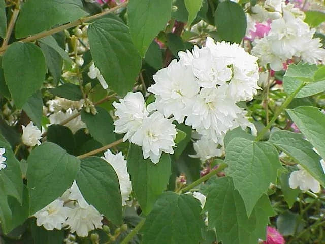 philadelphus virginalis flower seeds