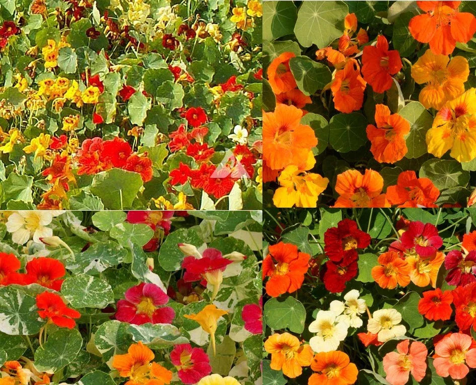 nasturtium landscaper flower seeds