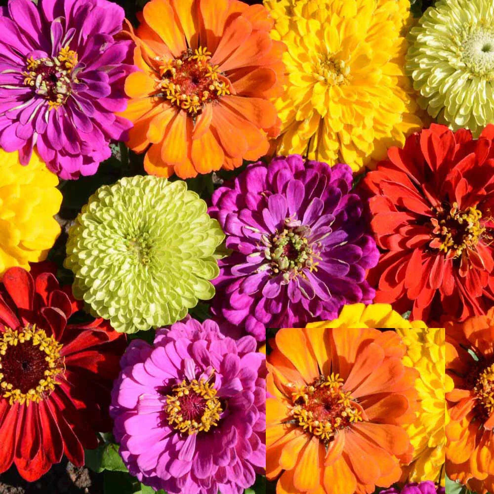 zinnia painted flower seeds