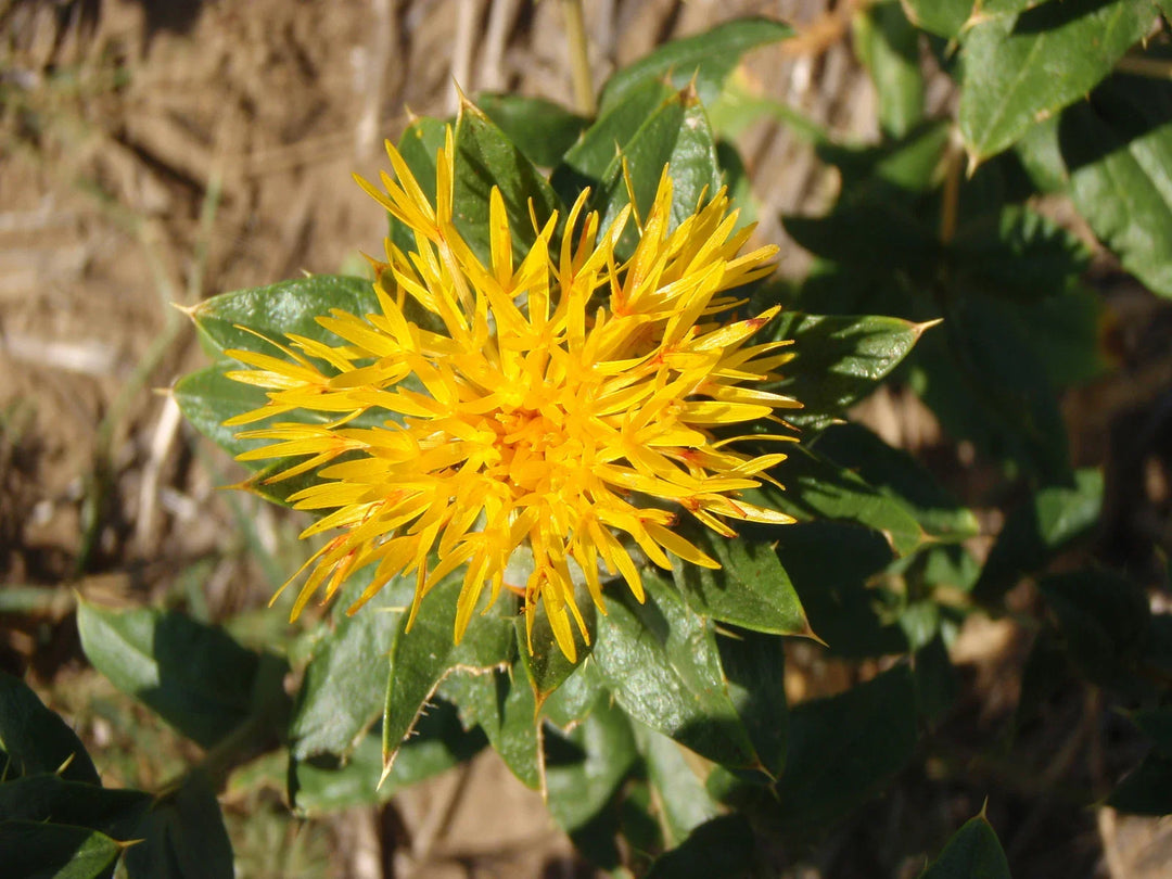 carthamus tinctorius flower seeds