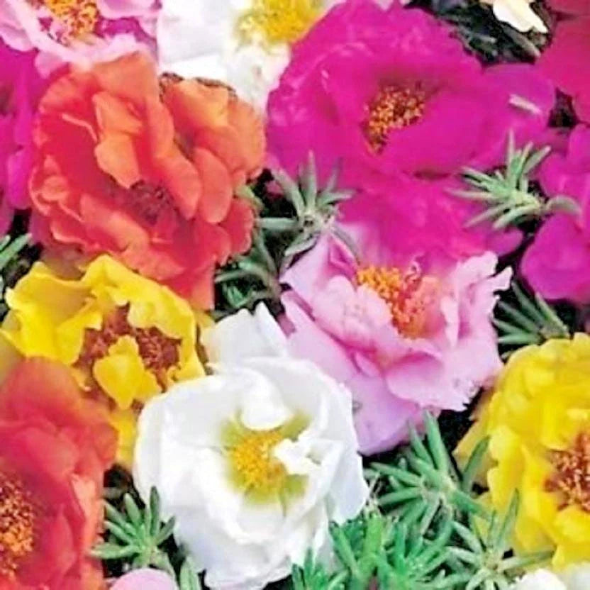 portulaca rose flower seeds