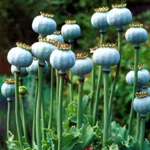 stratified qi flower seeds