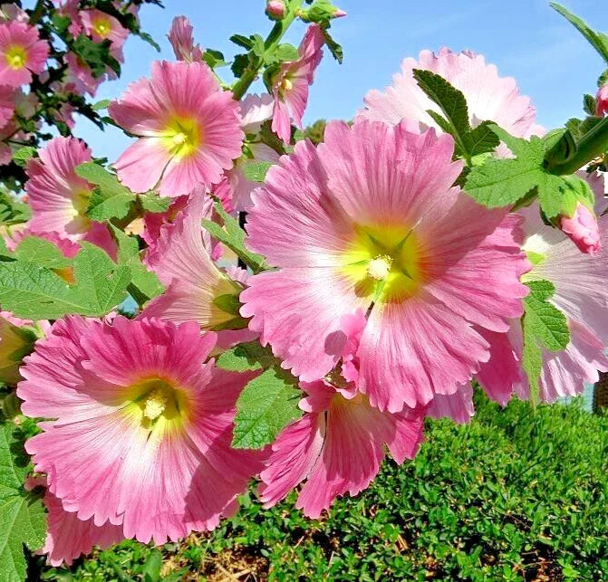 antwerp hollyhock flower seeds
