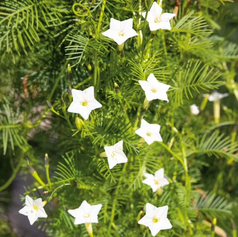 white cardinal flower seeds