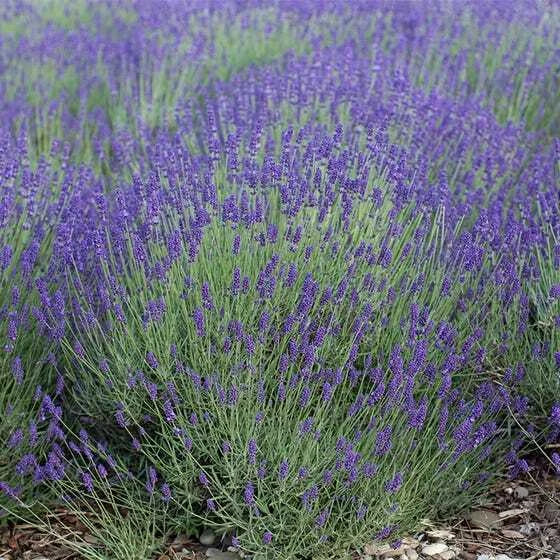 lavender true flower seeds