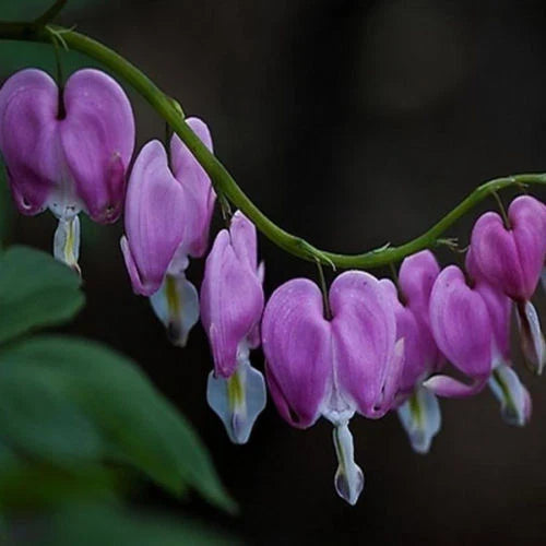 purple bleeding flower seeds