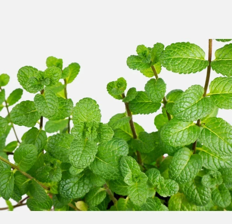 Peppermint Mentha herb seeds