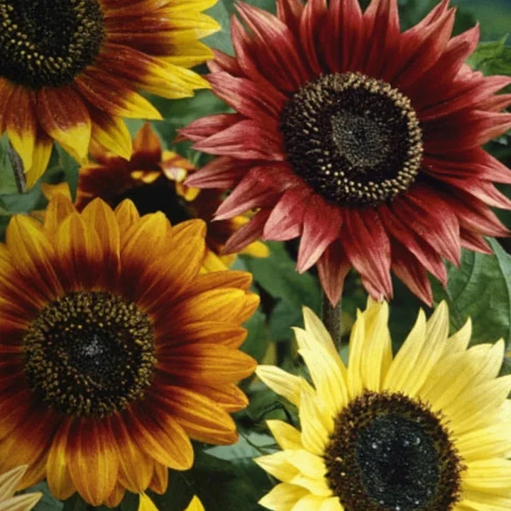 autumn beauty flower seeds