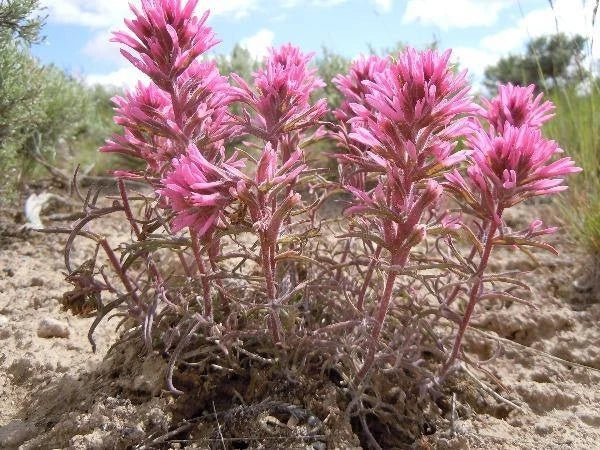 castilleja angustifolia flower seeds