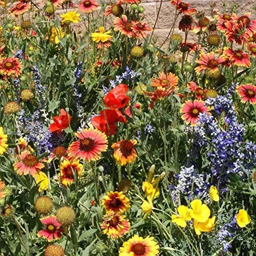 wildflower mix flower seeds