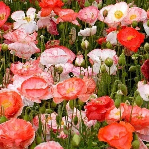 over mixed flower seeds