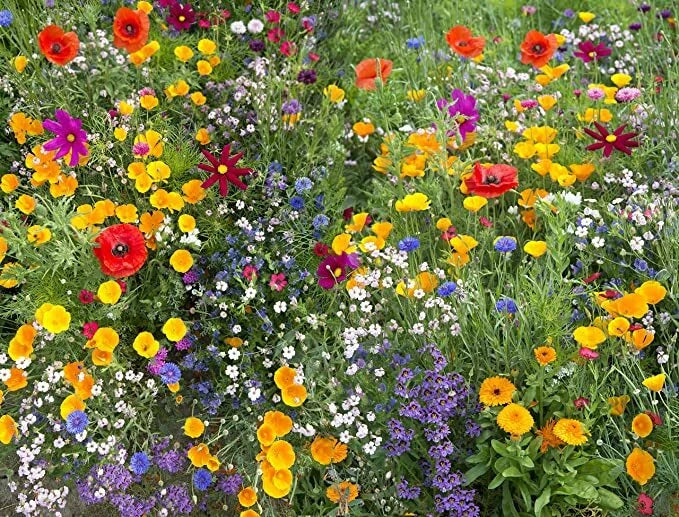 annual flower flower seeds