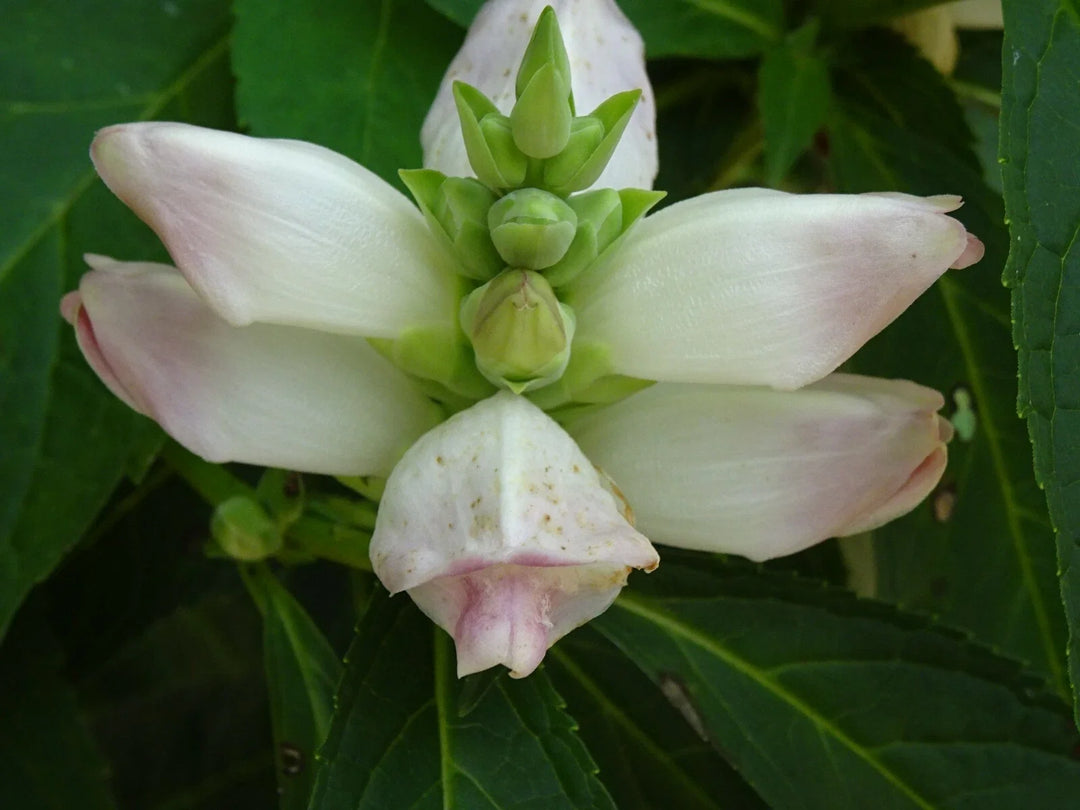 white chelone flower seeds