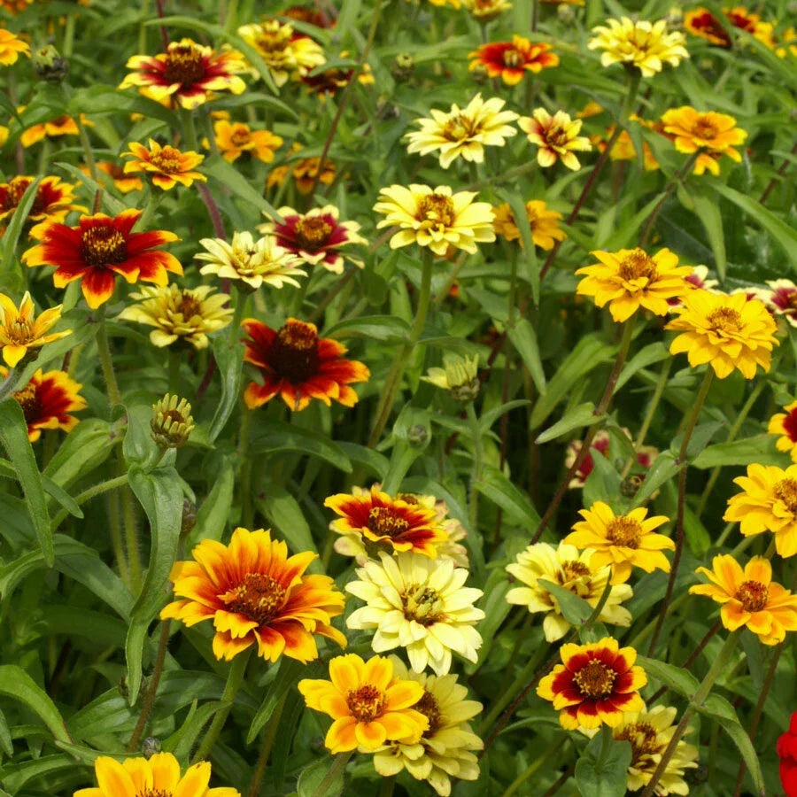 zinnia mexican flower seeds