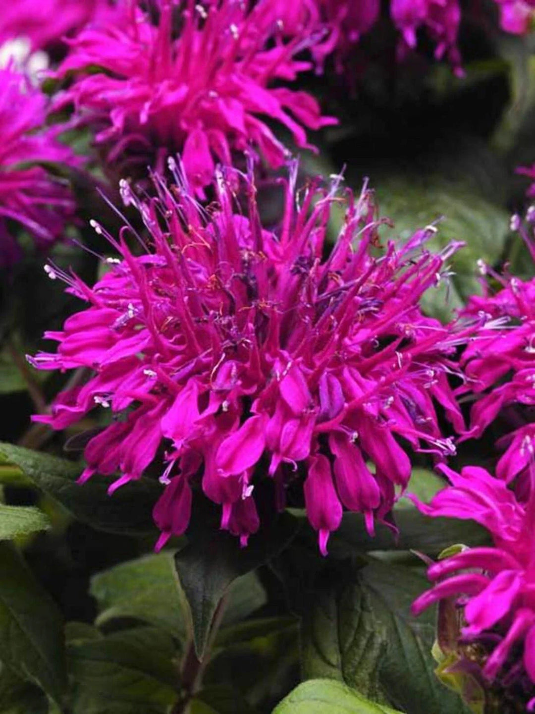magenta bee flower seeds