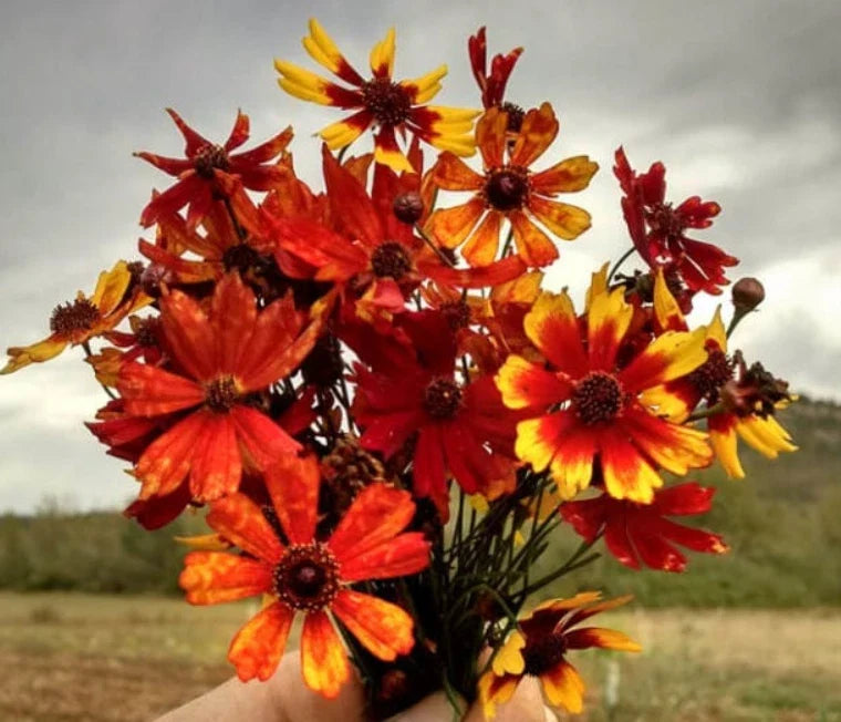 coreopsis tiger flower seeds