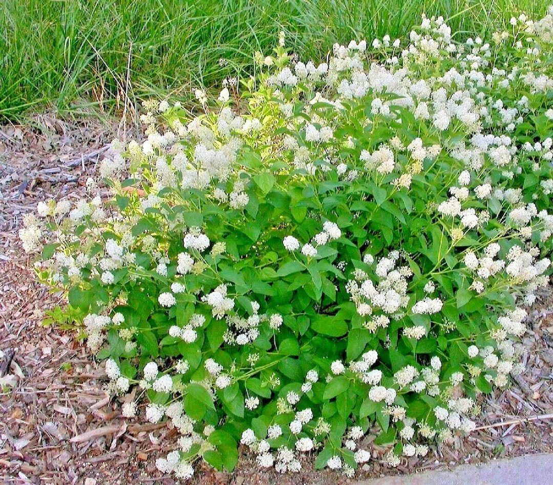 jersey tea flower seeds