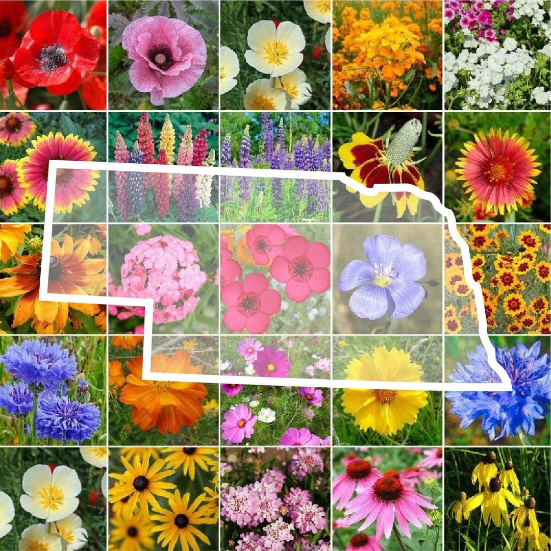 wildflower nebraska flower seeds