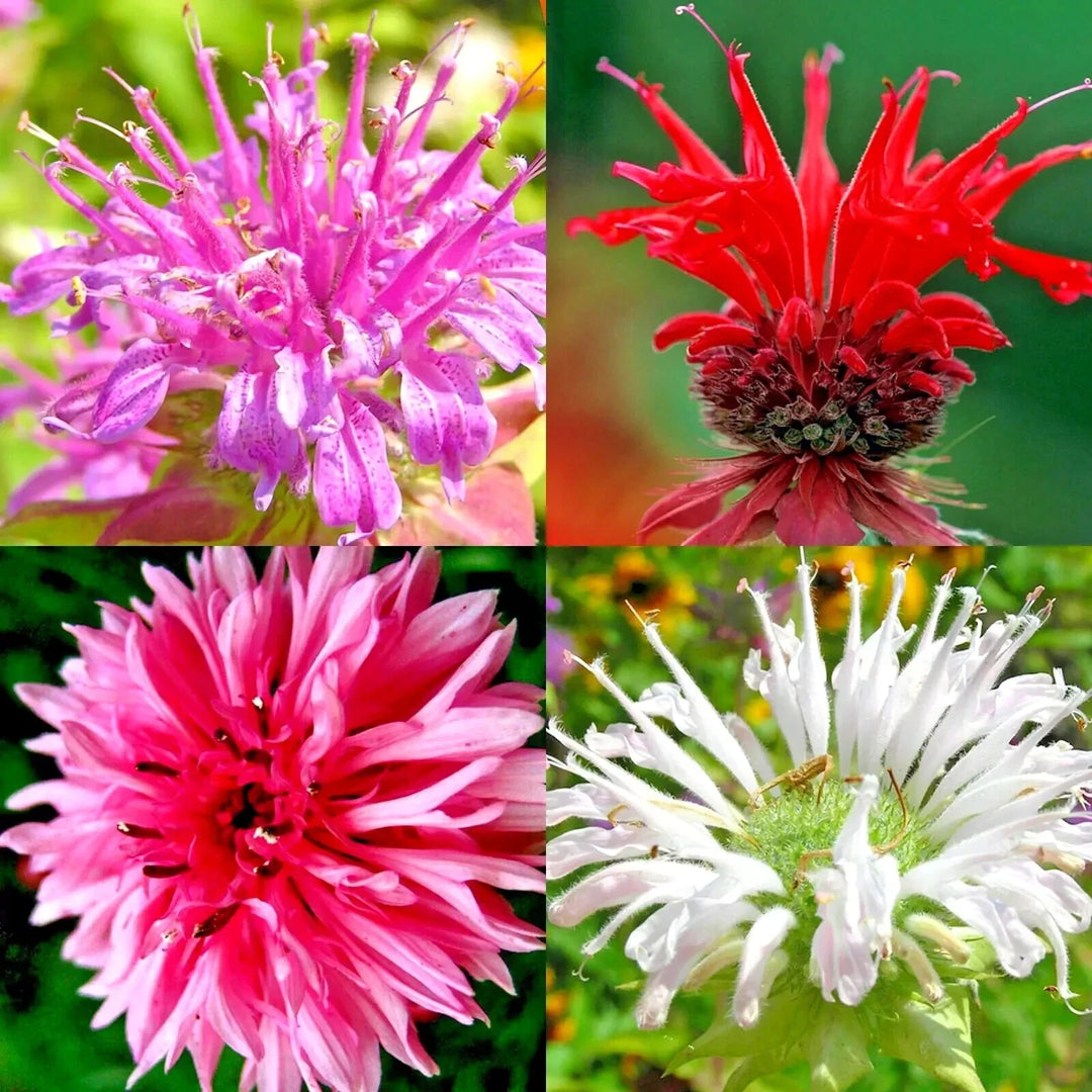 bergamot monarda flower seeds