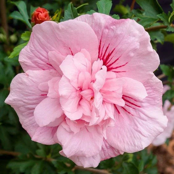 pink double flower seeds