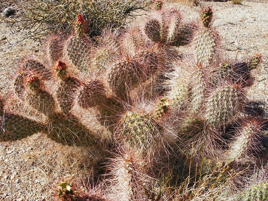 prickly pear flower seeds