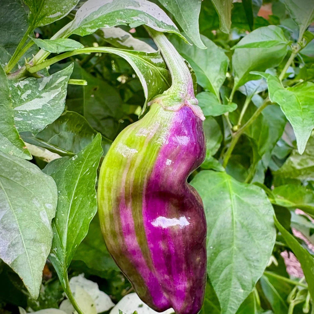 bryans blood flower seeds
