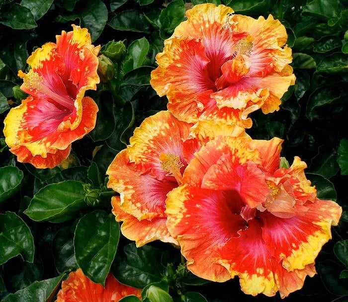 orange yellow flower seeds