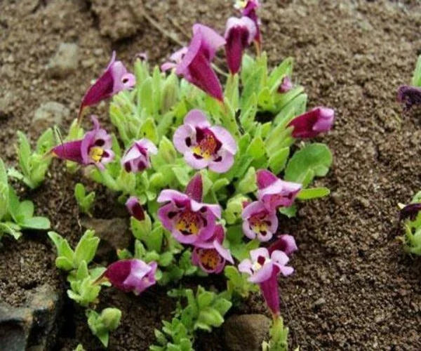 diplacus tricolor flower seeds