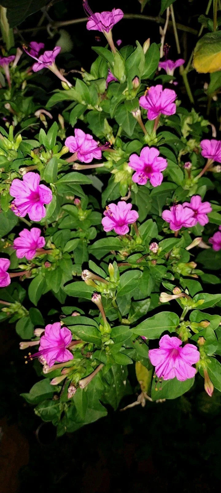 four o flower seeds