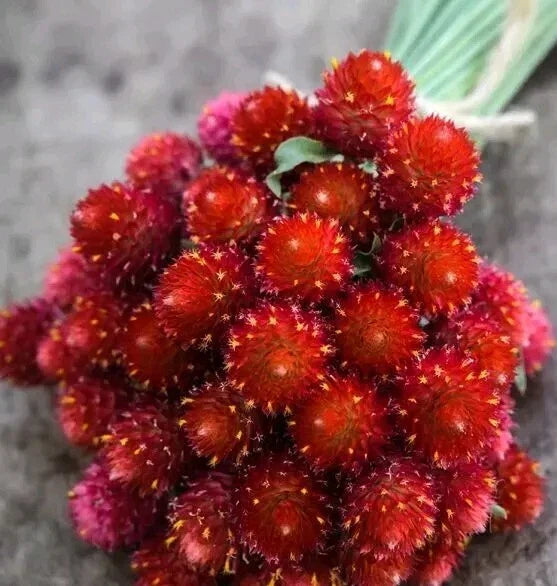 red gomphrena flower seeds