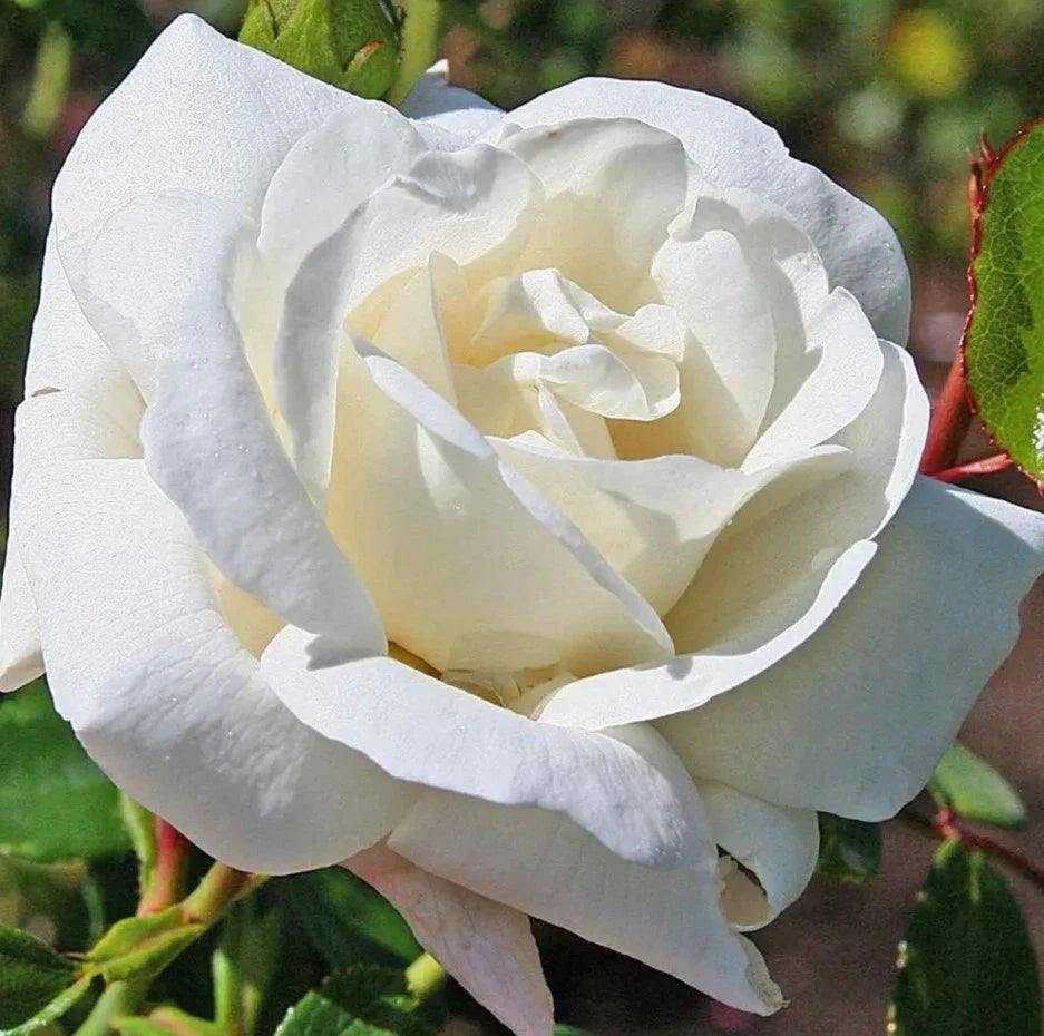 white climbing flower seeds