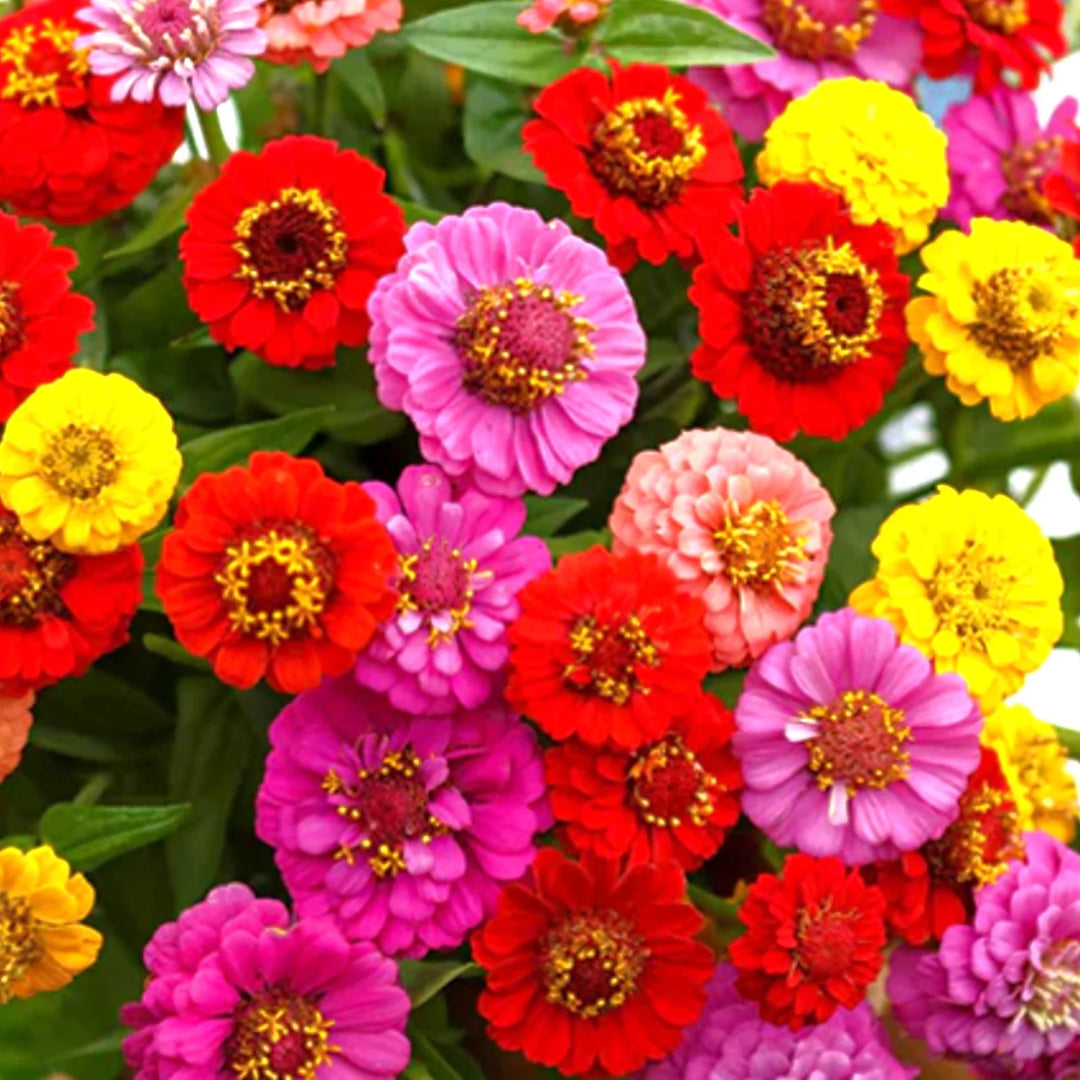 lilliput mix flower seeds