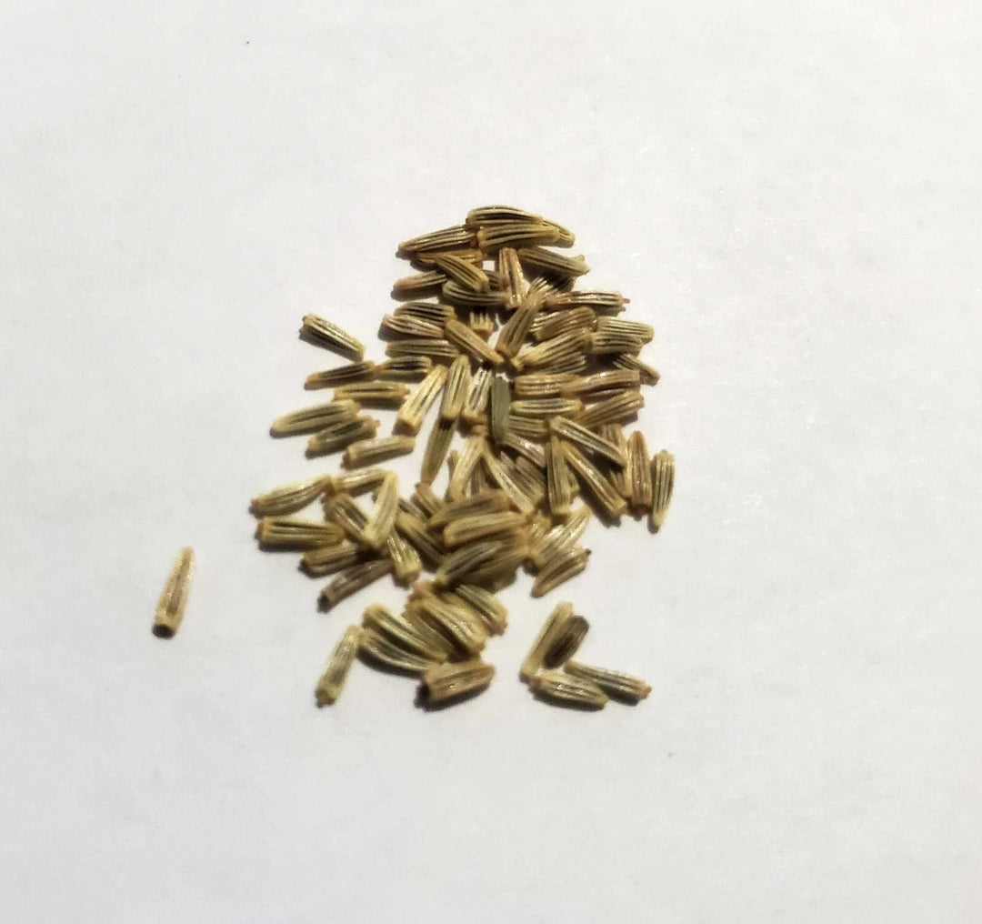 alaska shasta flower seeds