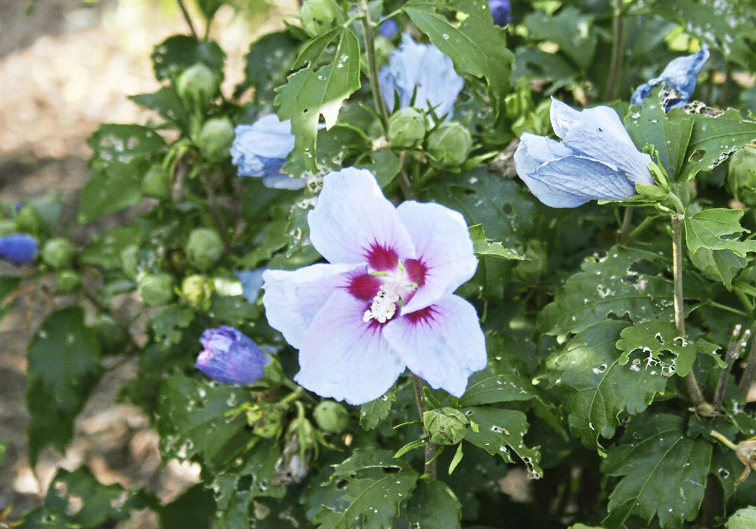 purple blue flower seeds