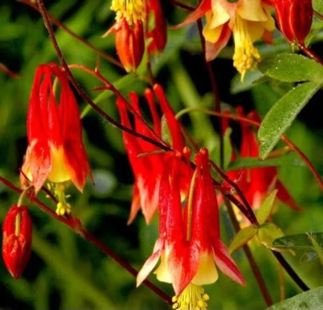 red columbine flower seeds